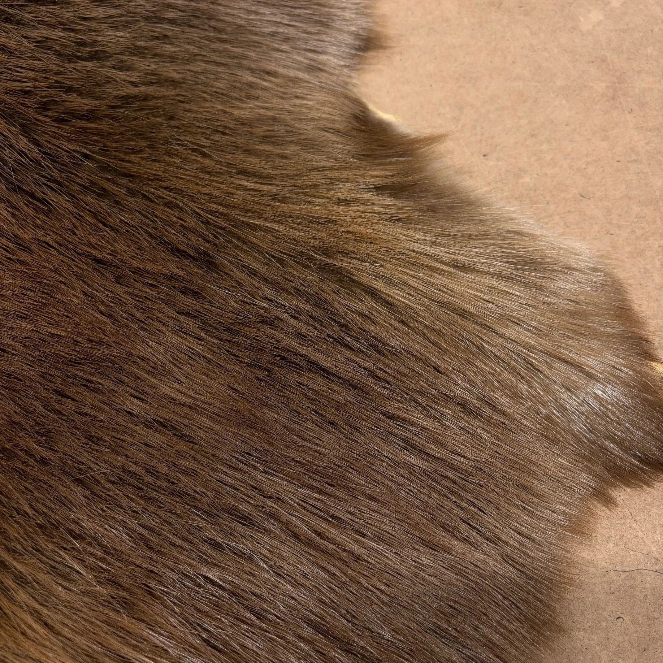 Genuine Beaver Pelt